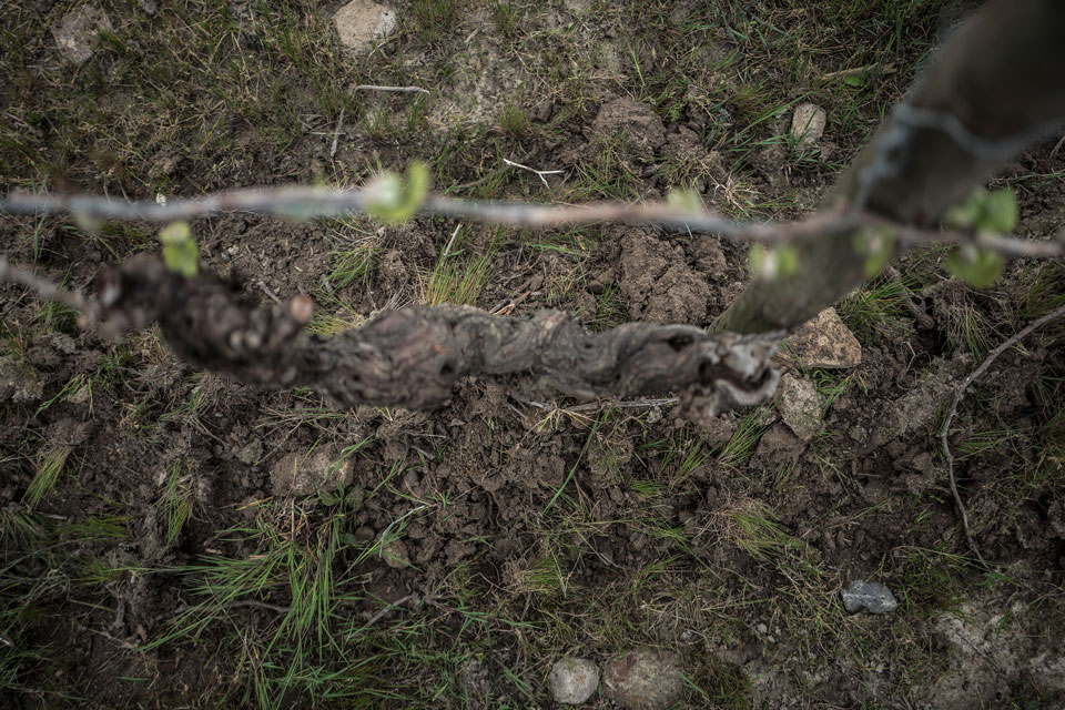 Des brebis pour désherber les vignes du Jardin d'Edouard