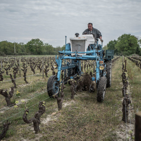 Des brebis pour désherber les vignes du Jardin d'Edouard