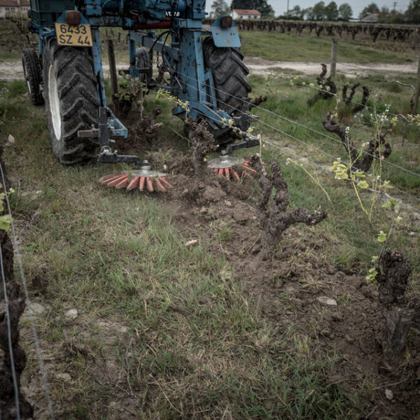 Des brebis pour désherber les vignes du Jardin d'Edouard