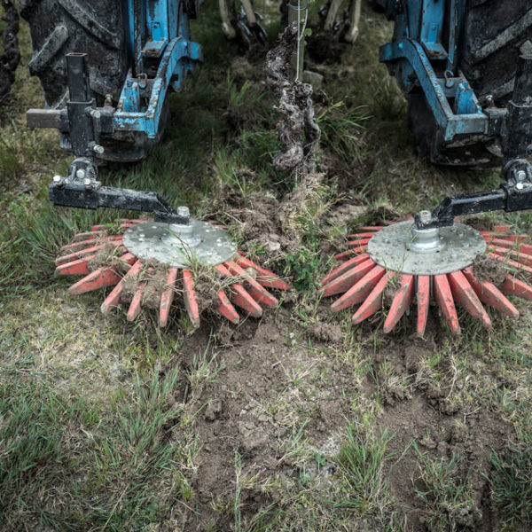 Des brebis pour désherber les vignes du Jardin d'Edouard