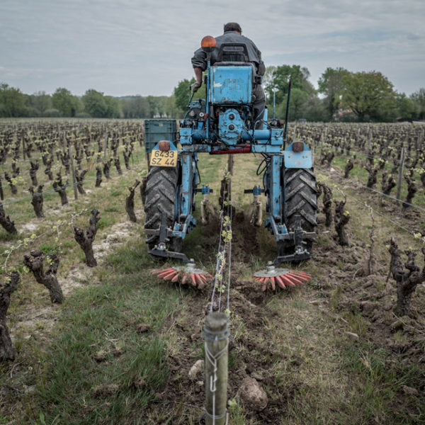 Des brebis pour désherber les vignes du Jardin d'Edouard