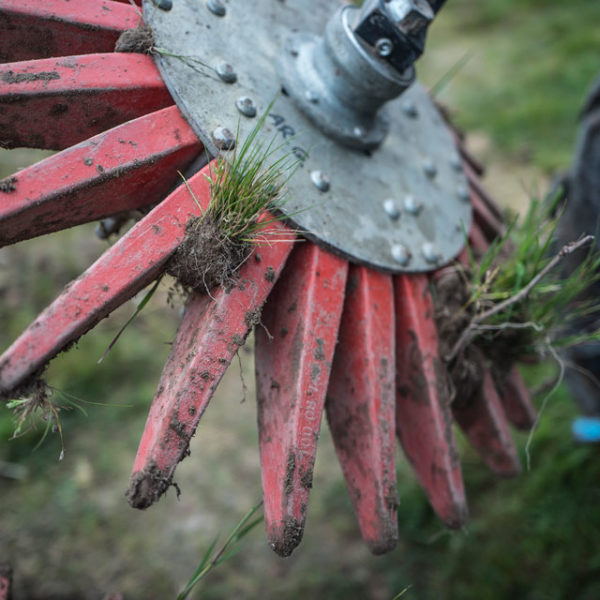 Des brebis pour désherber les vignes du Jardin d'Edouard