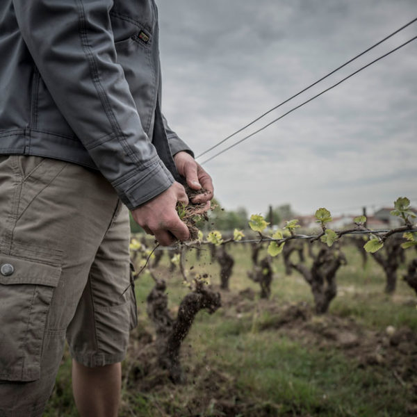 Des brebis pour désherber les vignes du Jardin d'Edouard