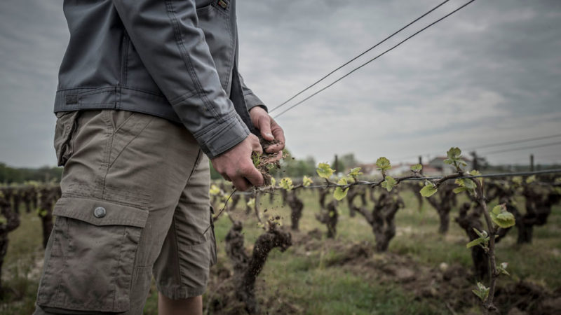 Des brebis pour désherber les vignes du Jardin d'Edouard