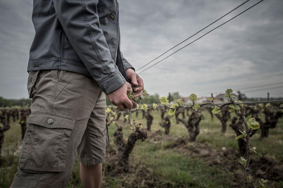 Des brebis pour désherber les vignes du Jardin d'Edouard