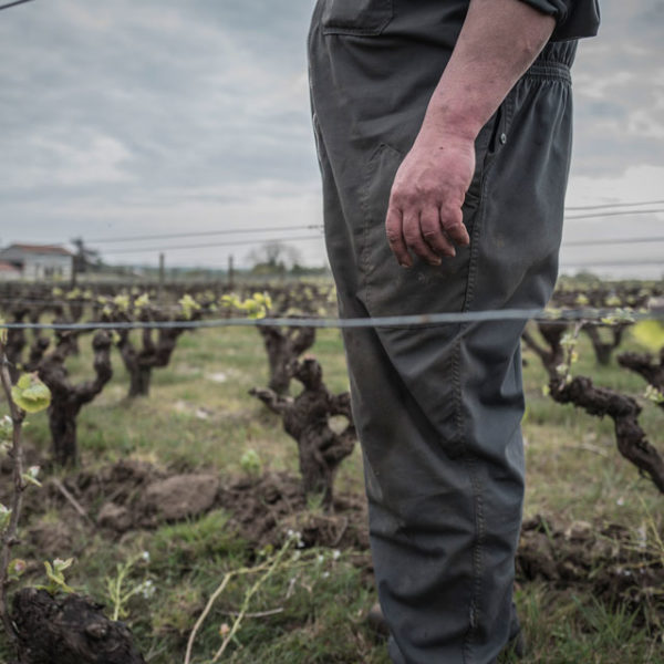 Des brebis pour désherber les vignes du Jardin d'Edouard