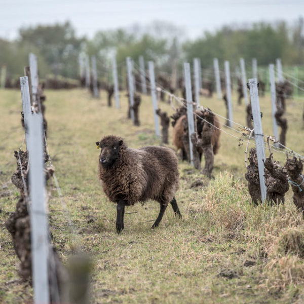 Des brebis pour désherber les vignes du Jardin d'Edouard