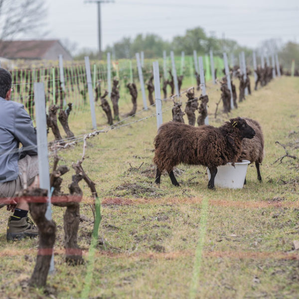 Des brebis pour désherber les vignes du Jardin d'Edouard