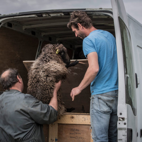 Des brebis pour désherber les vignes du Jardin d'Edouard