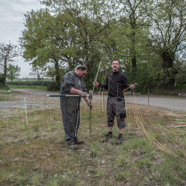 Des brebis pour désherber les vignes du Jardin d'Edouard