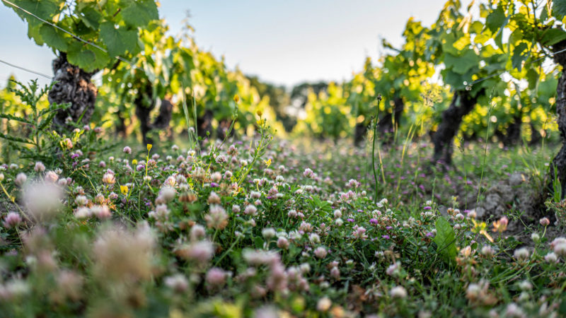 Les fleurs sont de retour dans l'agriculture bio