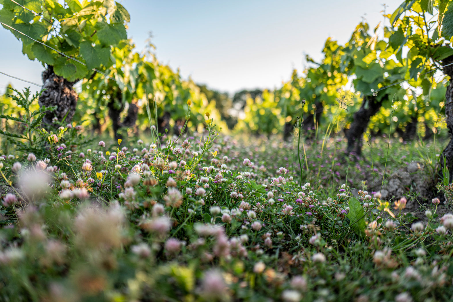 Les fleurs sont de retour dans l'agriculture bio