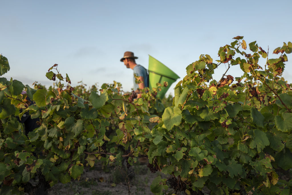Journée vendanges au Jardin d'Edouard