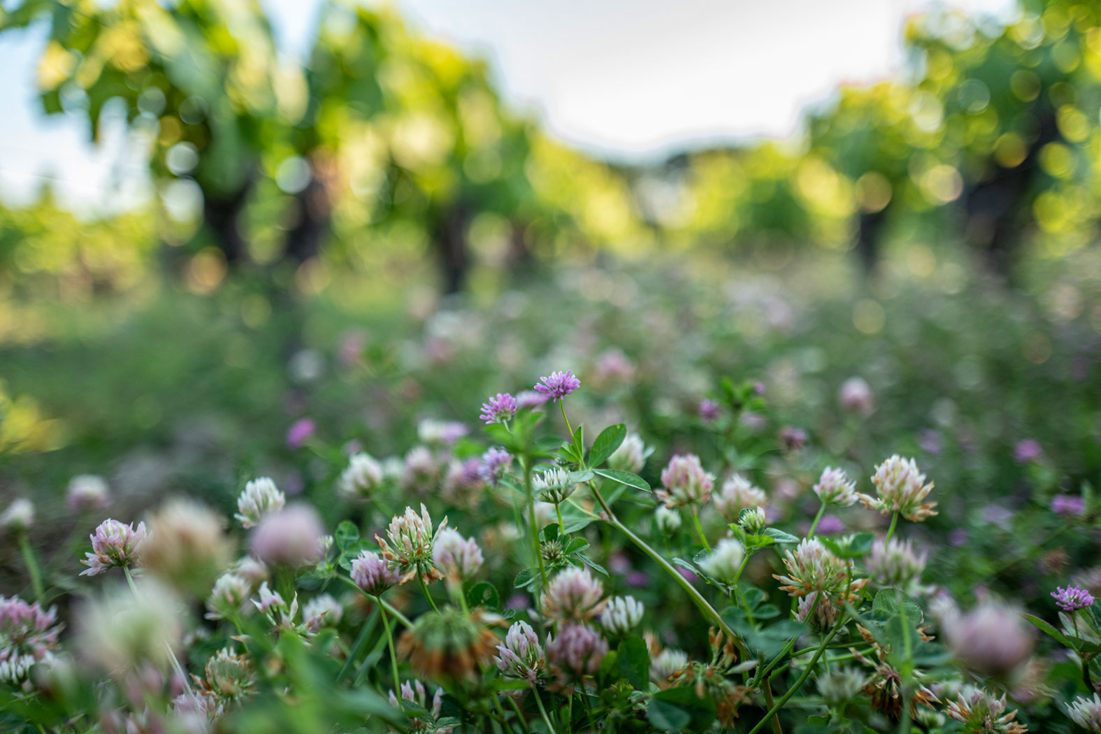 L'histoire du vignoble nantais