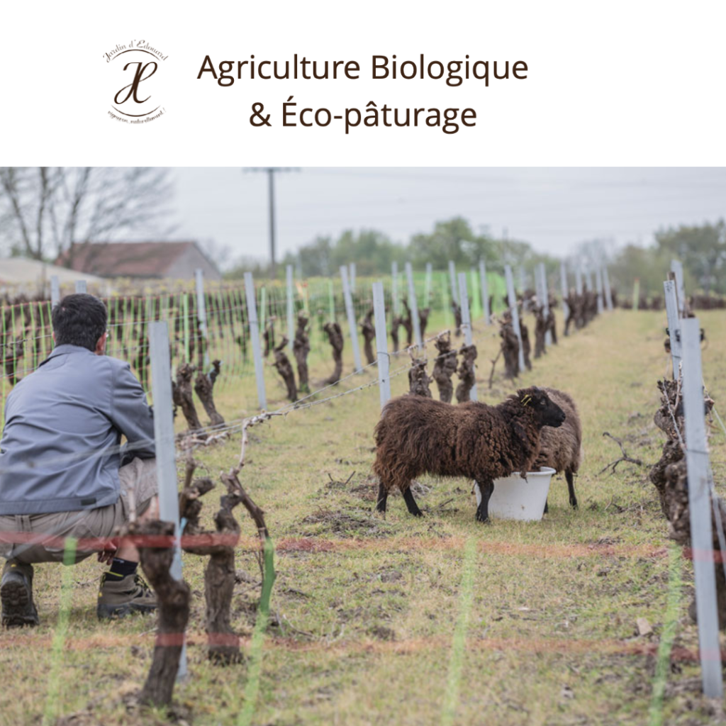 Vignoble en bio & eco-paturage
