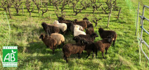 éco-pâturage et vin bio