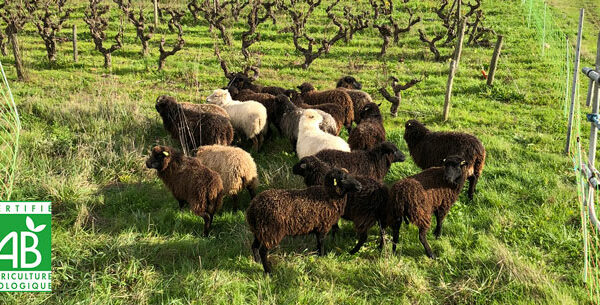 éco-pâturage et vin bio